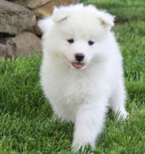 Accommodating Samoyed Puppies Ready For Sale Now