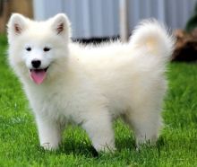 Accommodating Samoyed Puppies Ready For Sale Now