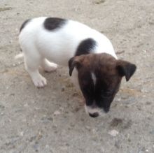 Jack Russell Puppies Adorable call or text us at ((402) 277))-8914