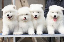 Attractive Samoyed Puppies Ready For Sale Now