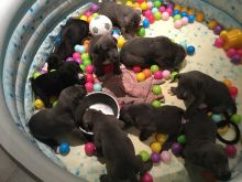 Black Great Dane Pups Ready Now text me your email at (402) 277-8914) or email us at meninadebra@gma Image eClassifieds4U