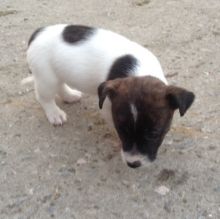 Jack Russell Puppies Adorable call or text us at ((402) 277))-8914 Image eClassifieds4U
