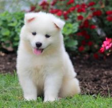 Astute Samoyed Puppies Ready For Sale Now Image eClassifieds4U