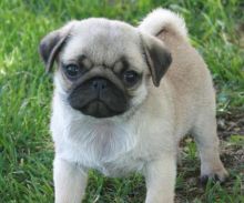 Fantastic Pug Puppies Available For Sale Now