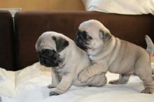 First-Class Pug Puppies For Sale.