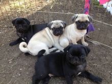 First-Class Pug Puppies For Sale.