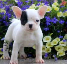 Fortitudinous French Bulldog Puppies Sale.