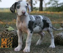Impressive Great Dane Puppies For Sale