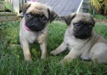 Judicious Pug Puppies Available For Sale Now