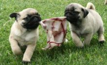 Judicious Pug Puppies Available For Sale Now