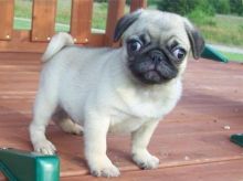 Judicious Pug Puppies Available For Sale Now