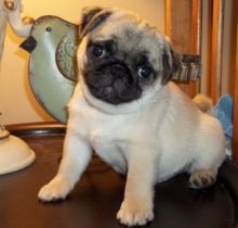 Judicious Pug Puppies Available For Sale Now