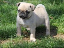 Judicious Pug Puppies Available For Sale Now