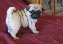 Judicious Pug Puppies Available For Sale Now