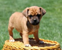 Magnanimous Jug Puppies For Sale