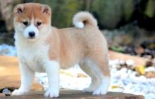 Peaceful Shiba Inu Puppies For Sale