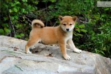 Peaceful Shiba Inu Puppies For Sale