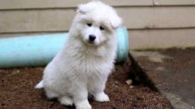 Talented Samoyed Puppies For Sale