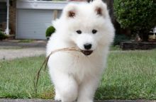 Talented Samoyed Puppies For Sale