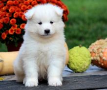 Talented Samoyed Puppies For Sale