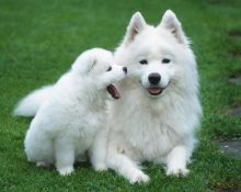 Talented Samoyed Puppies For Sale