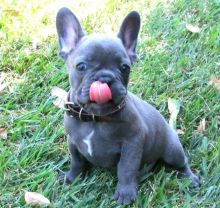 Wonderful French Bulldog Puppies For Sale