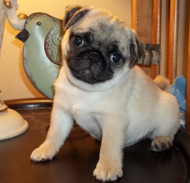 First-Class Pug Puppies For Sale. Image eClassifieds4u