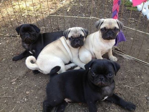 First-Class Pug Puppies For Sale. Image eClassifieds4u