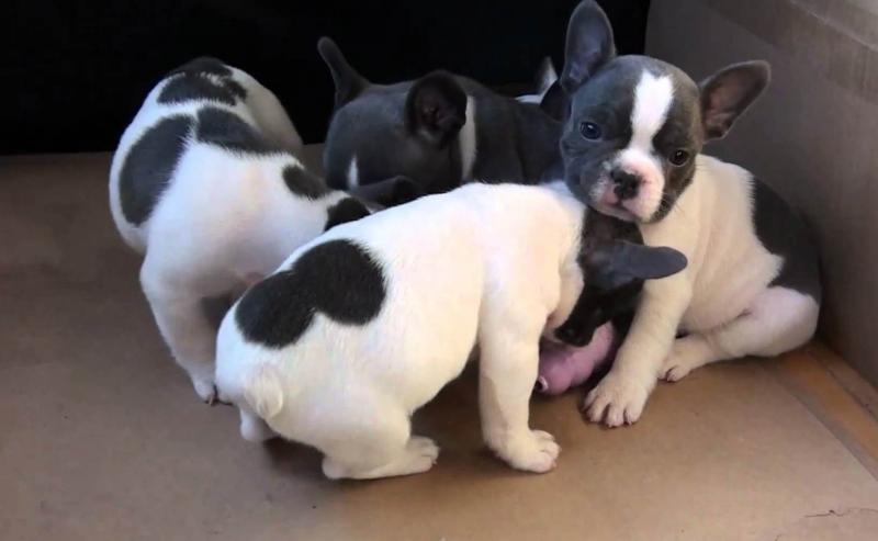 Fortitudinous French Bulldog Puppies Sale. Image eClassifieds4u