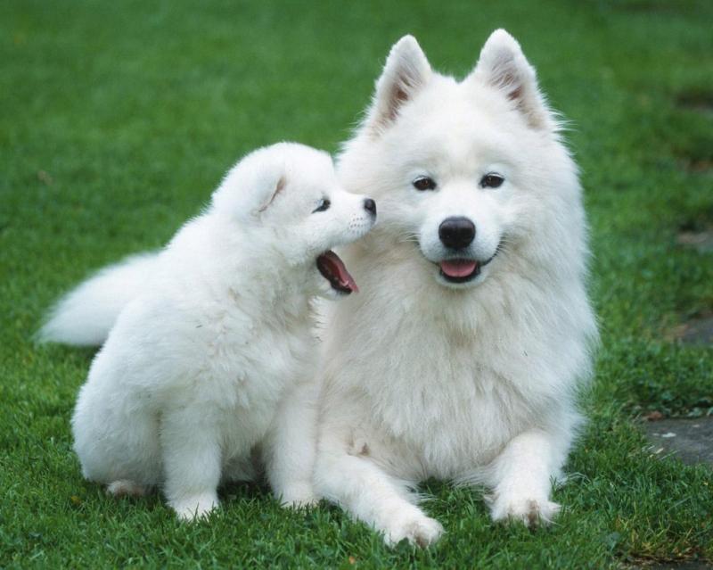 Incredible Samoyed Puppies For Sale. Image eClassifieds4u
