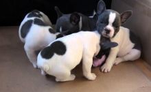 Fortitudinous French Bulldog Puppies Sale. Image eClassifieds4U