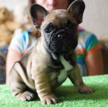 Organized French Bulled Puppies For Sale Image eClassifieds4U
