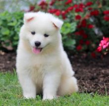Talented Samoyed Puppies For Sale Image eClassifieds4U
