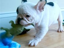 Trustworthy French Bulled Puppies For Sale Image eClassifieds4U