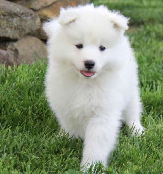 Magnificent Samoyed Puppies For Sale. Image eClassifieds4u
