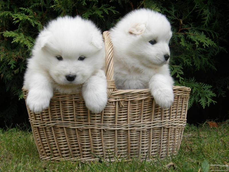 Magnificent Samoyed Puppies For Sale. Image eClassifieds4u