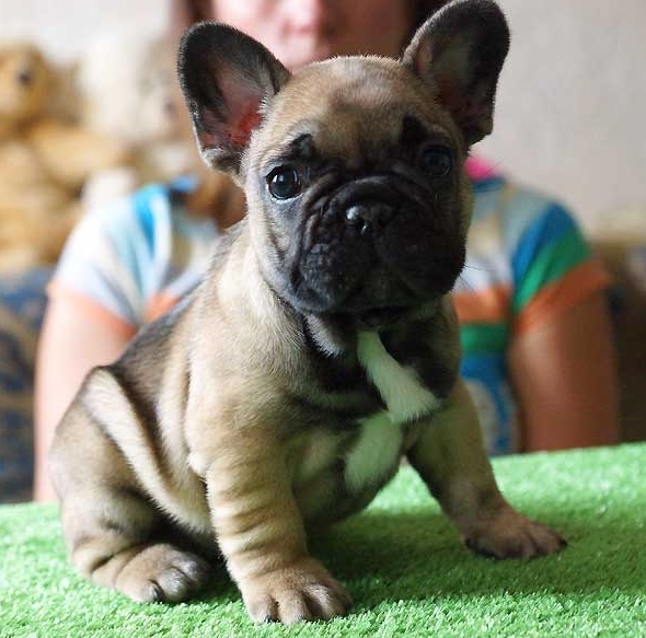 Organized French Bulled Puppies For Sale Image eClassifieds4u