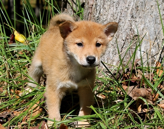 Peaceful Shiba Inu Puppies For Sale Image eClassifieds4u