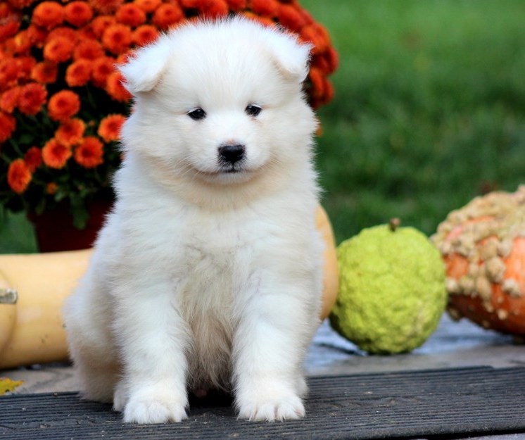 Talented Samoyed Puppies For Sale Image eClassifieds4u