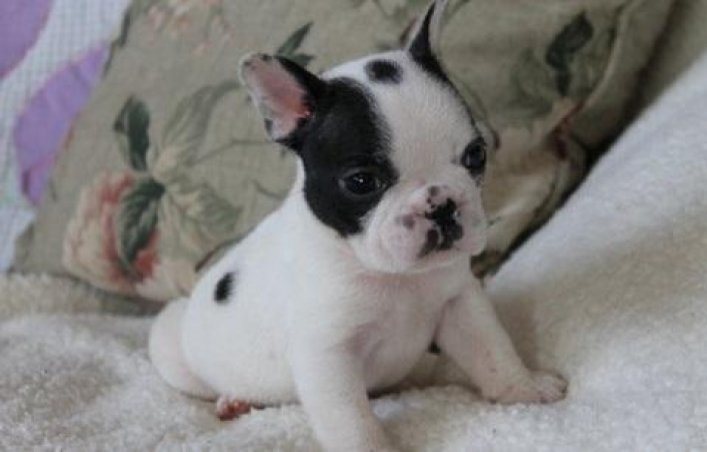 Wonderful French Bulldog Puppies For Sale Image eClassifieds4u