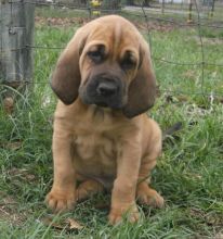 Bloodhound puppies for sale