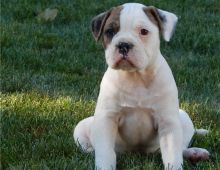 Alapaha blue blood bulldog Puppies Now Ready For Sale (585) 502-8127