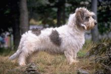 Basset Griffon Vend puppies for sale