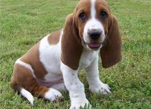 Basset Hound puppies for sale