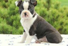 Boston Terrier puppies for sale.
