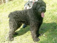 Bouvier Des Flandre puppies for sale