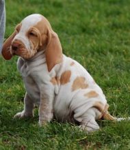 Bracco Italiano Puppies for sale