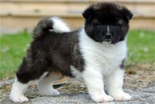 Top Quality Akita Puppies For Sale