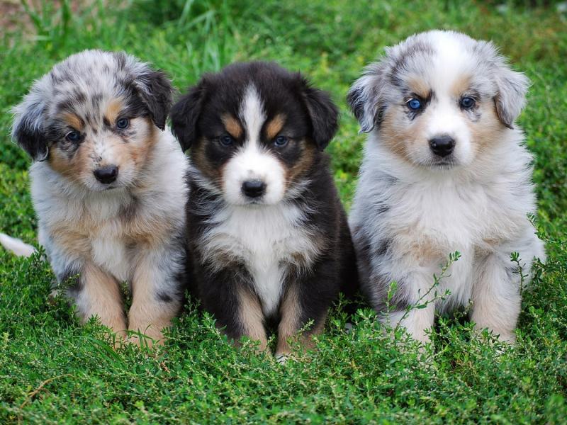 Australian Shepherd puppies for sale. Image eClassifieds4u