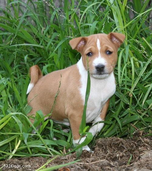 basenji puppies for sale Image eClassifieds4u